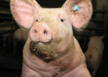 Świniarnia pod miastem. Mieszkańcy nie chcą smrodu