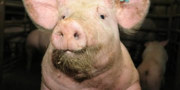 Świniarnia pod miastem. Mieszkańcy nie chcą smrodu