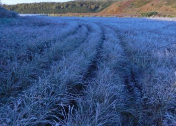 Na noc zapowiadają przymrozki