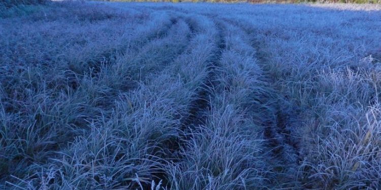 Na noc zapowiadają przymrozki