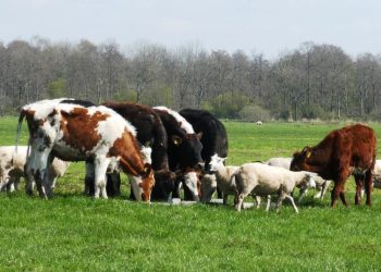 Brali pieniądze na zwierzęta, których nie mieli?