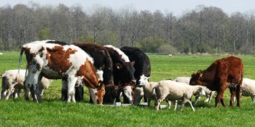 Brali pieniądze na zwierzęta, których nie mieli?
