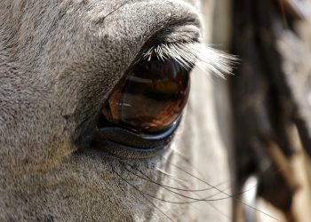 Koń uciekł z zagrody. Biegał po mieście