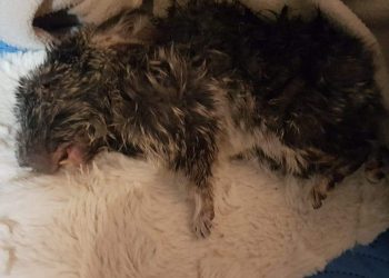 Dramat na fermie. Nowe fakty