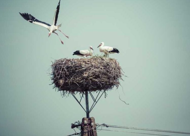 Bocian uwięziony na słupie