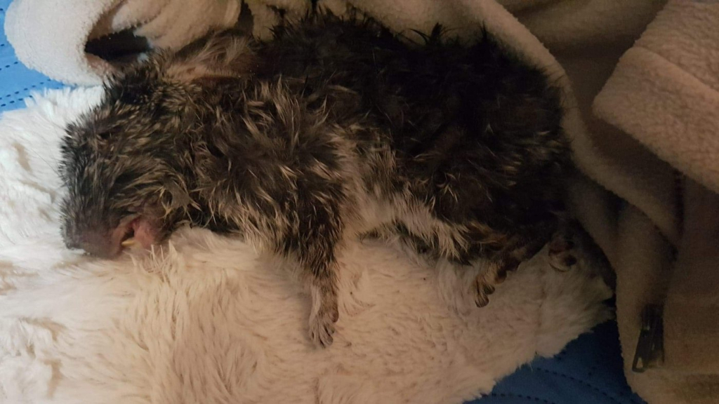 Dramat na fermie szynszyli ZDJĘCIA