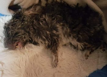 Dramat na fermie szynszyli ZDJĘCIA