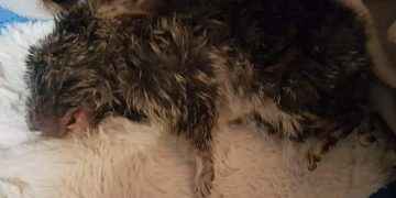 Dramat na fermie szynszyli ZDJĘCIA