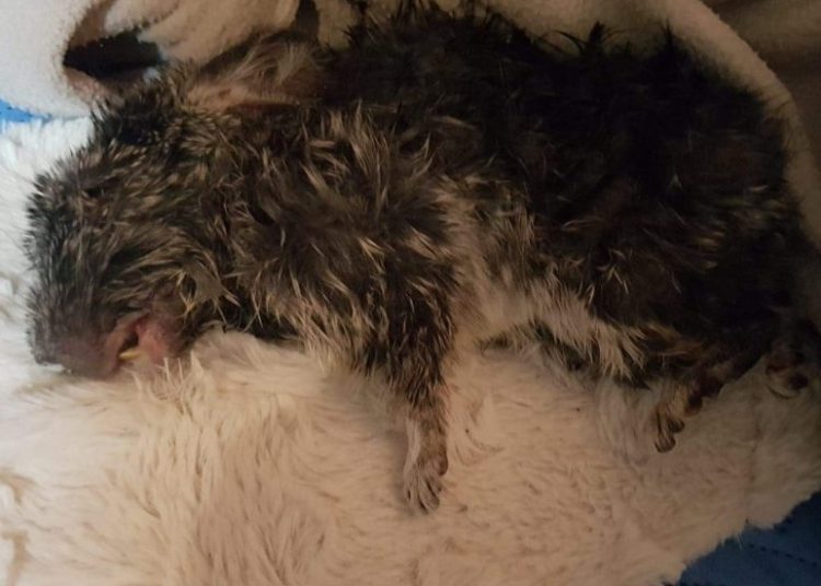 Dramat na fermie szynszyli ZDJĘCIA