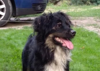 „Wywalił z auta psa”. Szukają mężczyzny z opla