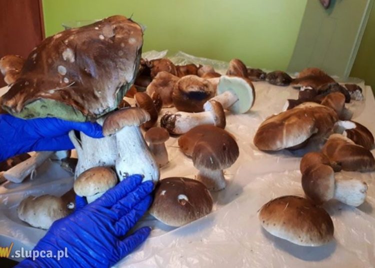 Niezwykle udane grzybobranie