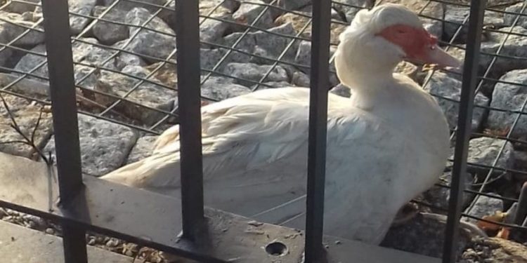 Padły obie kaczki ze słupeckiego stawku