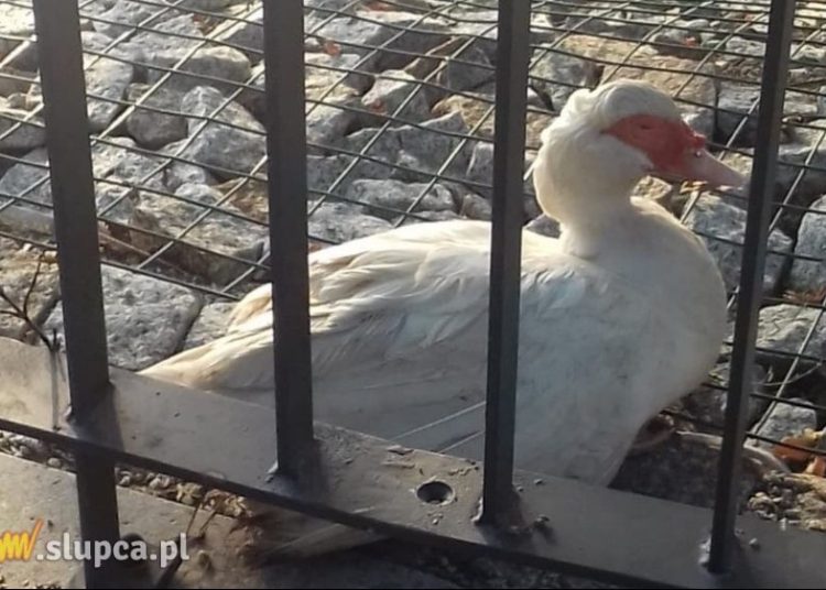 Padły obie kaczki ze słupeckiego stawku