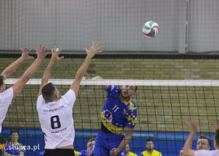 Ziemia konińska jest wilczyńska