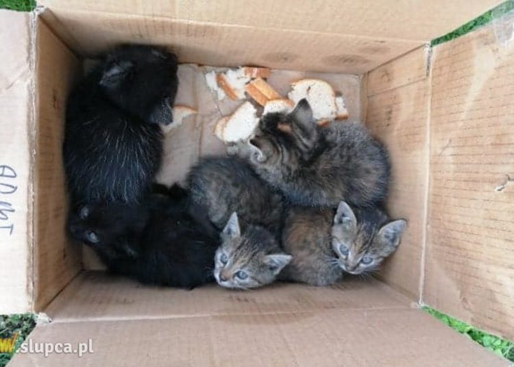 Z samochodu ktoś wyrzucił karton. W środku jest 5 kotów