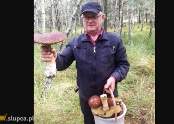 Grzybobranie trwa w najlepsze