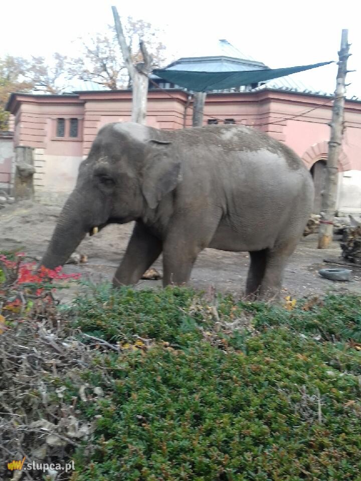 Kotunia we Wrocławiu