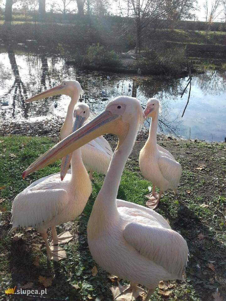 Kotunia we Wrocławiu