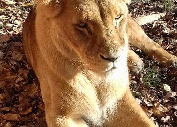 Kotunia we Wrocławiu