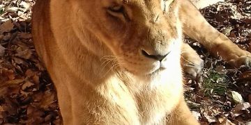 Kotunia we Wrocławiu