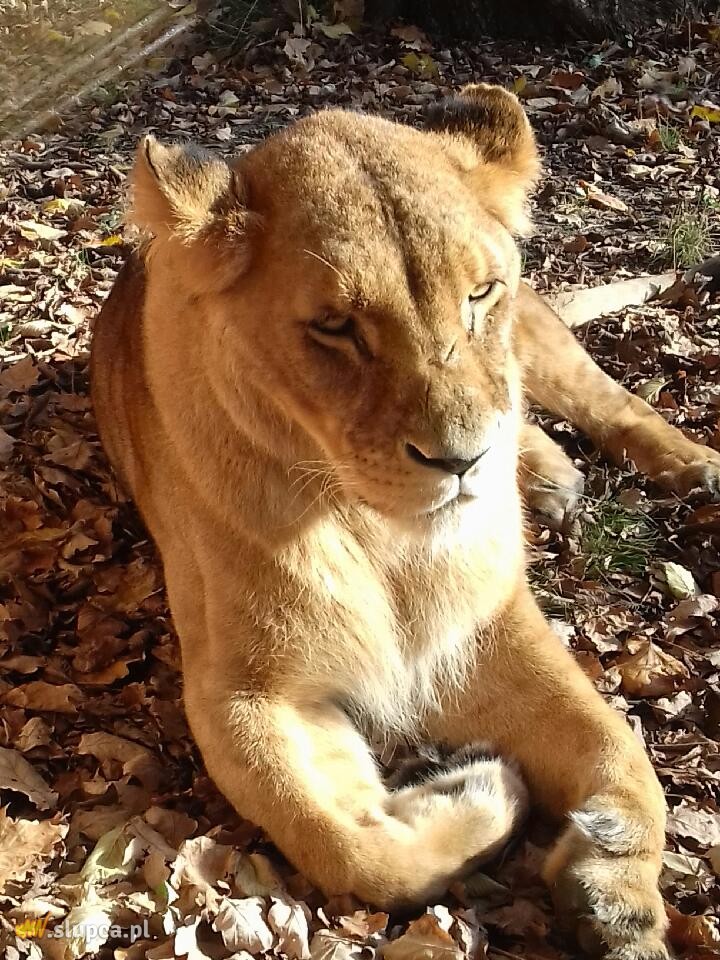 Kotunia we Wrocławiu