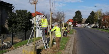 Sadzą w Słupcy klony i lipy