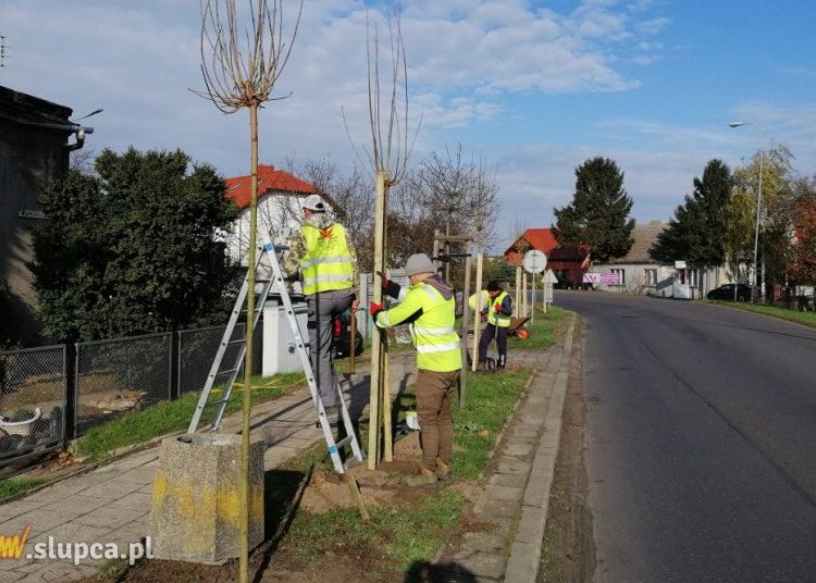 Sadzą w Słupcy klony i lipy