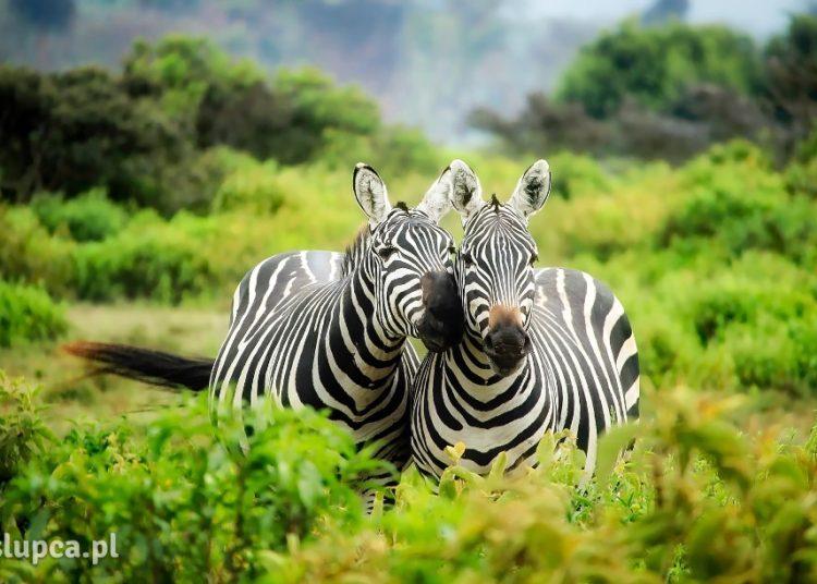 Niezapomniana podróż do Kenii – co warto wiedzieć przed wyjazdem?