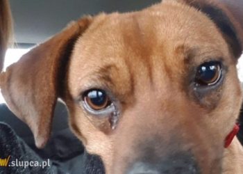 Podaruj łapkę Łapce. Trwa zbiórka pieniędzy