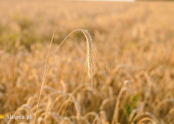 Podatek rolny w gminie 53,40 zł