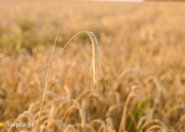 Podatek rolny w gminie 53,40 zł