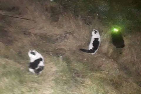 Dramat kotów w Imielnie. 3 nie przeżyły