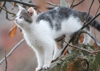 Chcieli uratować kota, a on…