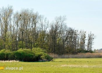 Na prośbę burmistrza zabrał drewno. Miał przez to duże problemy