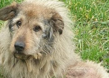 W Gółkowie błąka się pies ZDJĘCIA i FILM