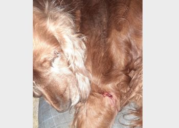 Kto postrzelił psa?