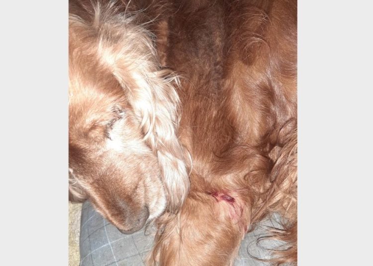 Kto postrzelił psa?