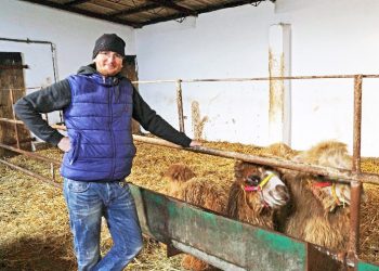 Dwa wielbłądy pod Strzałkowem