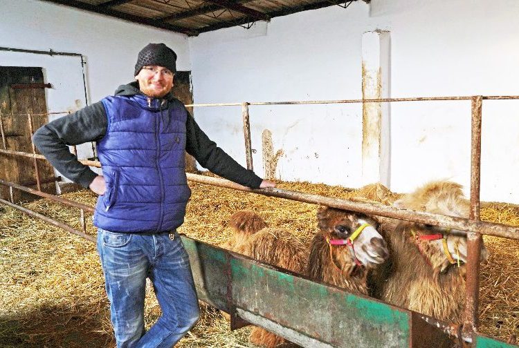 Dwa wielbłądy pod Strzałkowem