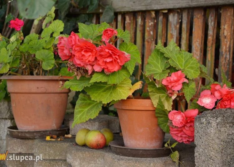 Begonie – kwiaty idealne na balkon i do ogrodu