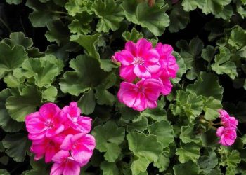 Ogrodnicy zapraszają po warzywa, kwiaty i rozsady do Kotuni