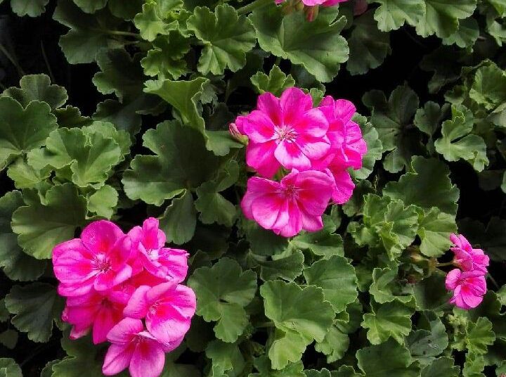 Ogrodnicy zapraszają po warzywa, kwiaty i rozsady do Kotuni