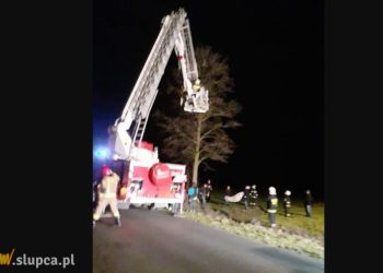 Kotów nikt nie porzucił. Zaskakujący finał sprawy