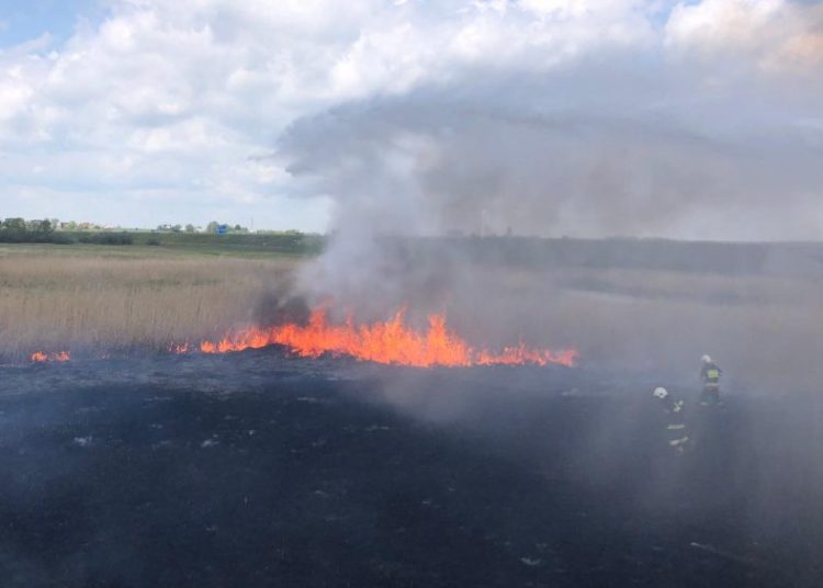 Gasili pożar traw. Hektar w ogniu