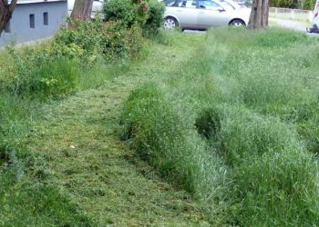 Kosić czy nie? Co dalej z trawnikami?