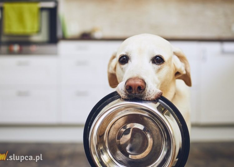 Zadbaj o swojego pupila i wybierz karmę holistyczną dla kota i psa