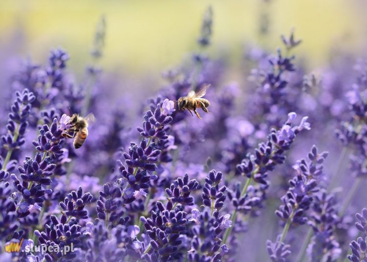 Festiwal Lawendy w Piotrowicach odwołany