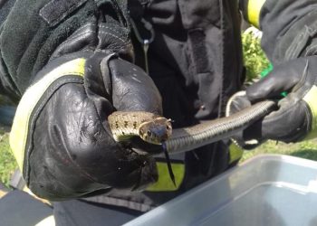 Strzałkowo: Zaskroniec na posesji