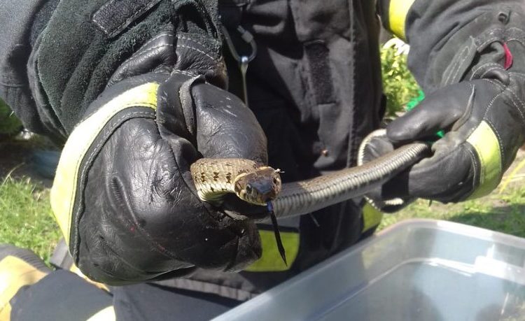 Strzałkowo: Zaskroniec na posesji