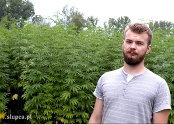 Założył plantację konopi. Legalnie